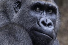 2-MK-Gorilla-Amneville