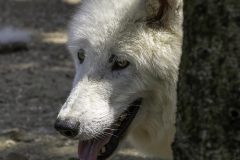 9-MK-Polarwolf-Amneville