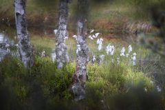 11_WK_Hochmmoor